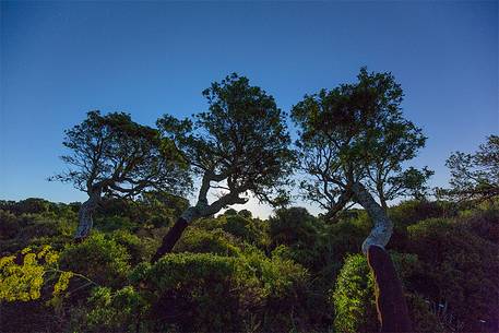 The plateau of the Giara is a vast area in the heart of Sardinia, with an area of 42 square kilometers, and a height of 550 meters above sea level. Just arrived one is enveloped by a feeling of extreme contact with nature