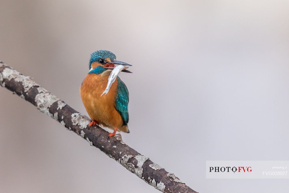 Alcedo atthis or common Kingfisher (male) fishing