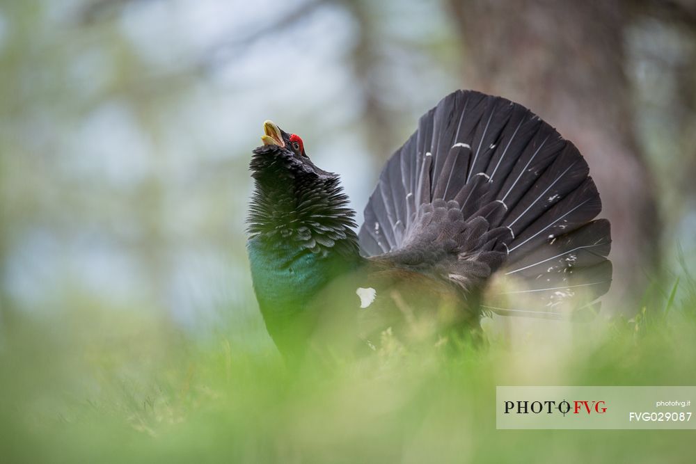Tetrao urogallus or Eurasian Capercaillie or Western Capercaillie male in mating season. 