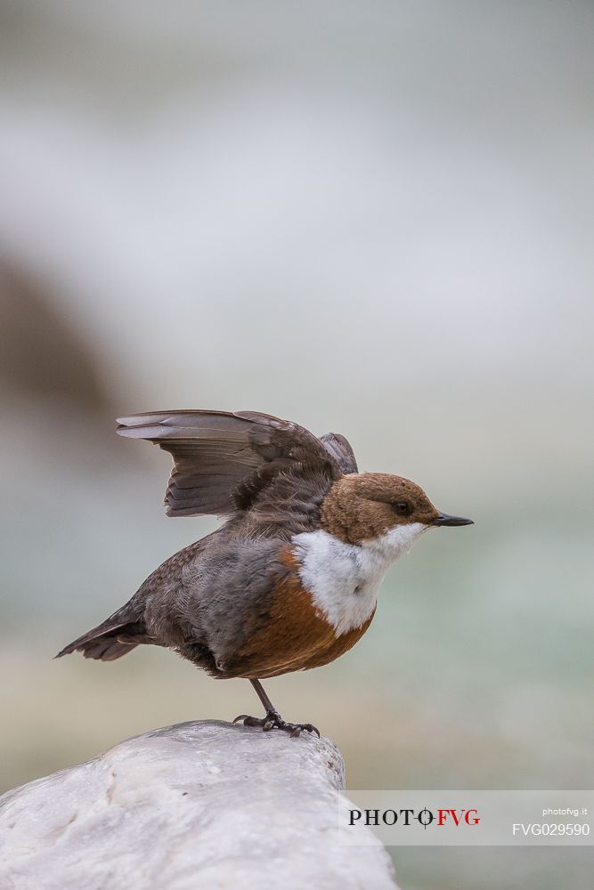 White-throated Dipper, Cinclus cinclus, drying its wings