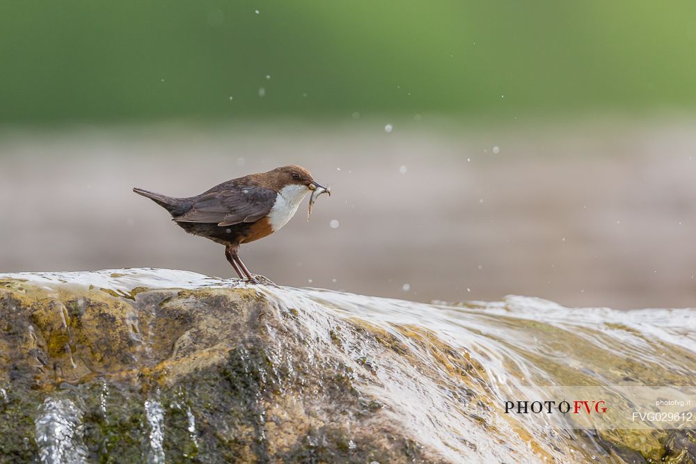 White-throated Dipper, Cinclus cinclus with fish in the beak