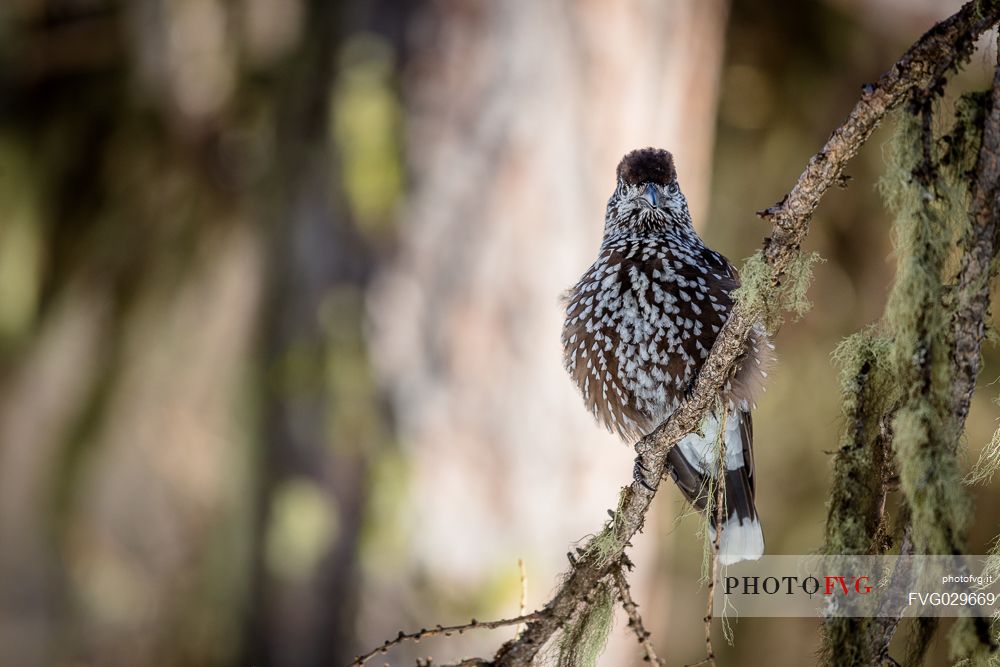 Portrait of spotted nutcracker, Nucifraga caryocatactes, in winter forest