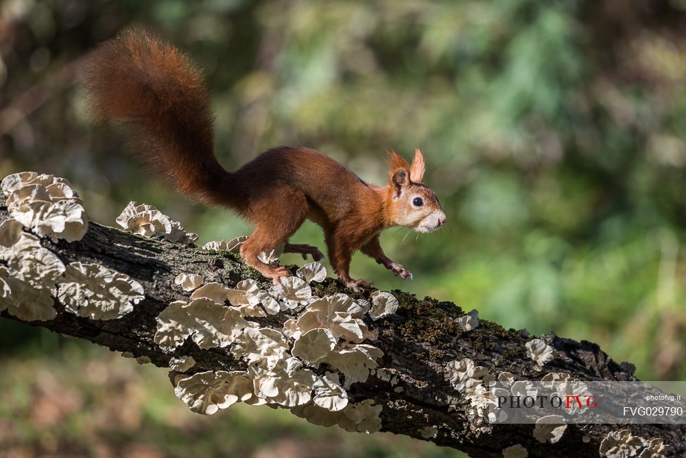 Red squirrel, Sciurus vulgaris Fuscoater