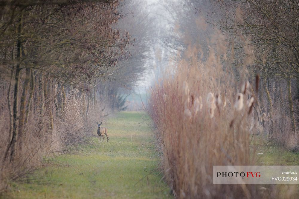 Roe deer, Capreolus capreolus, at the edge of the woodland, Aquileia, Udine, Italy
