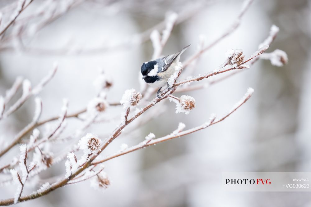 The Coal Tit, Periparus ater, in an icy branch, Plitvice Lakes National Park, Croatia.