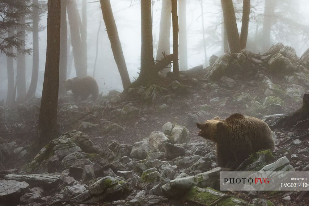 Two wild brown bears, Ursus arctos, on the fog, Slovenia