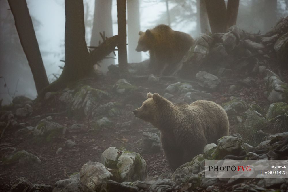 Two wild brown bears, Ursus arctos, on the fog, Slovenia