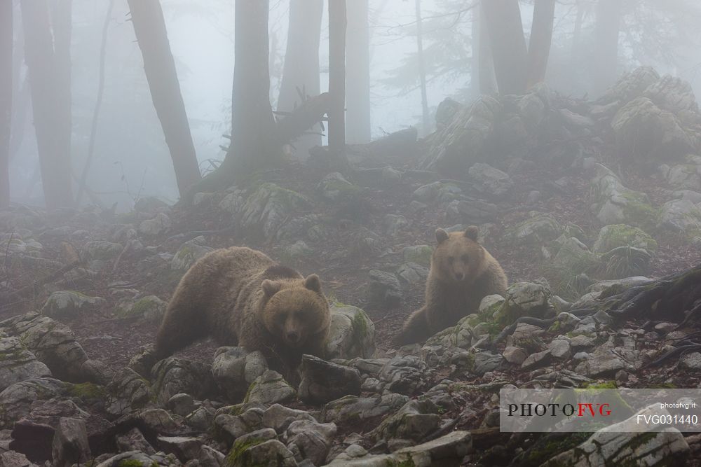 Two wild brown bears, Ursus arctos, on the foggy forest, Slovenia