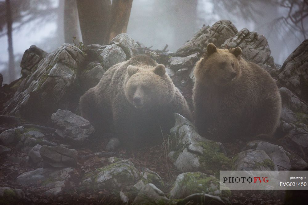 Portrait of two wild brown bears, Ursus arctos, in the foggy forest, slovenia