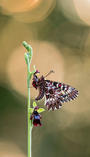 Southern festoon butterfly, Zerynthia polyxena, on Wild orchid ( Ophrys insectifera ) in the magical light