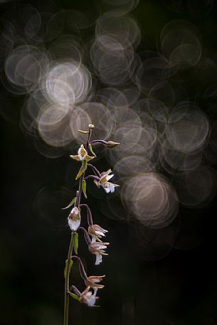 Marsh helleborine, wild orchid Epipactis palustris in the peat bog