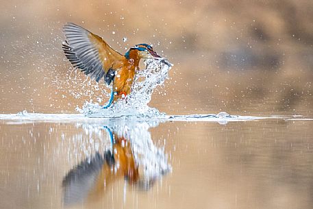 Alcedo atthis, Common Kingfisher (male) fishing