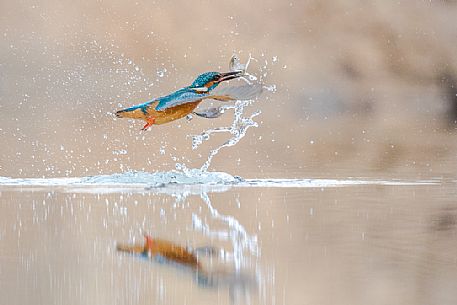 Alcedo atthis, Common Kingfisher (male) fishing
