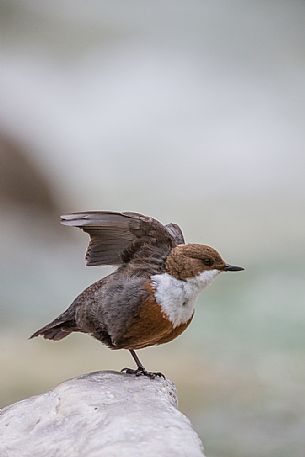 White-throated Dipper, Cinclus cinclus, drying its wings