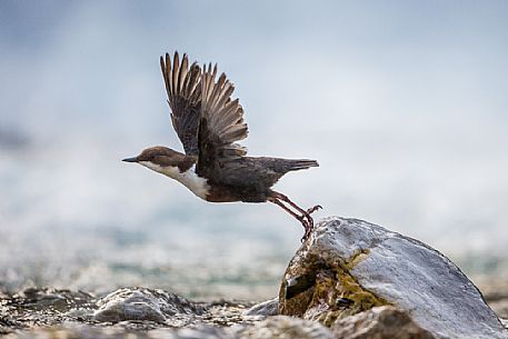 White-throated Dipper, Cinclus cinclus, starts flying over the river
