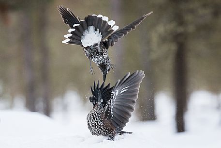 The Spotted nutcrackers (Nucifraga caryocatactes) fighting in the winter.