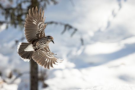 The Spotted nutcracker (Nucifraga caryocatactes) flies in the winter forest