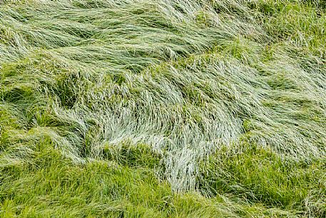 Waves of grass moved by the wind