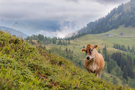 Cow, Brown Swiss (Braunvieh), at Zollner See Lake, Hermagor, Kärnten, Austria