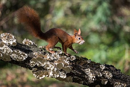 Red squirrel, Sciurus vulgaris Fuscoater