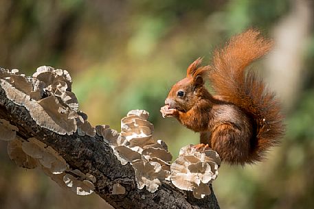 Red squirrel, Sciurus vulgaris Fuscoater portrait