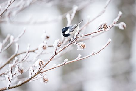 The Coal Tit, Periparus ater, in an icy branch, Plitvice Lakes National Park, Croatia.