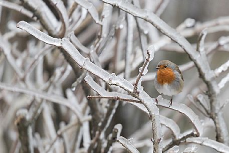 The European Robin, Erithacus rubecula, in an icy branch, Plitvice Lakes National Park, Croatia.