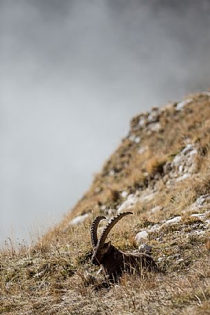 Portrait of alpine ibex,Capra ibex, Altopiano del Montasio plateau, Julian Alps, Italy.