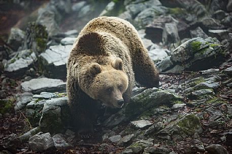 Wild Brown bear, Ursus arctos, on the fog, Trava, Ribnica, Slovenia