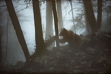 Wild Brown bear, Ursus arctos, in the fog, Slovenia