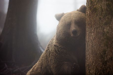 Portrait of wild brown bear, Ursus arctos, in the fog, Slovenia
