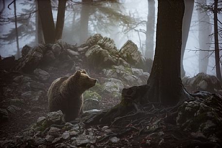 Wild Brown bear, Ursus arctos, in the fog, Slovenia