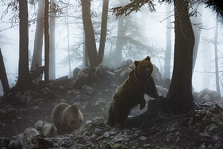Two wild brown bears, Ursus arctos, in the fog, Slovenia