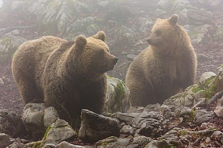 Portrait of two wild Brown bear, Ursus arctos, in the fog, mother and cube, Slovenia