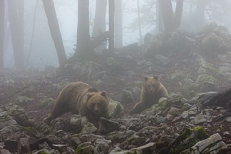 Two wild brown bears, Ursus arctos, on the foggy forest, Slovenia