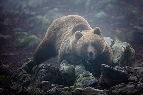 Portrait of wild brown bear, Ursus arctos, in the fog, Slovenia