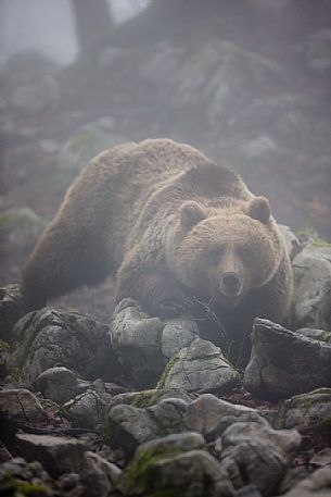 Portrait of wild brown bear, Ursus arctos, in the fog, Slovenia