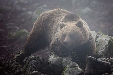 Portrait of wild brown bear, Ursus arctos, in the fog, Slovenia