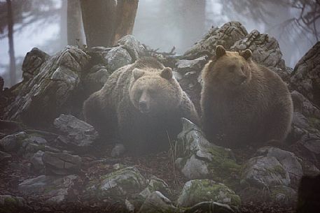 Portrait of two wild brown bears, Ursus arctos, in the foggy forest, slovenia