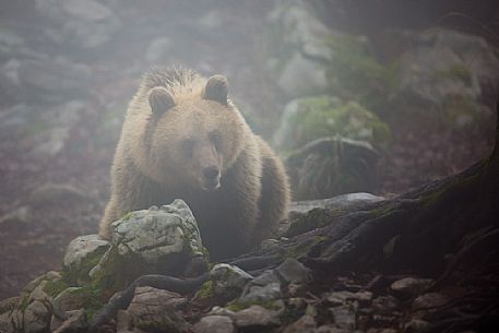 Portrait of wild brown bear, Ursus arctos, in the fog, Slovenia