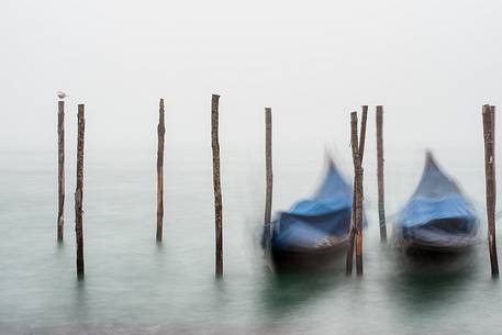 Gondolas moored in the fog, Venice, Italy, Europe