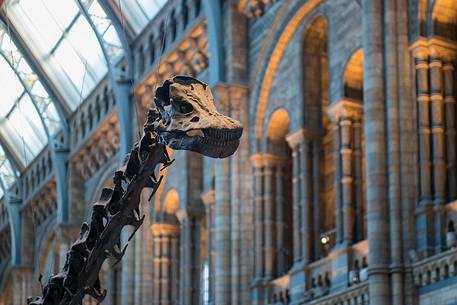 Dinosaur skeleton in the entrance of the Natural History Museum, London, England, UK, Europe