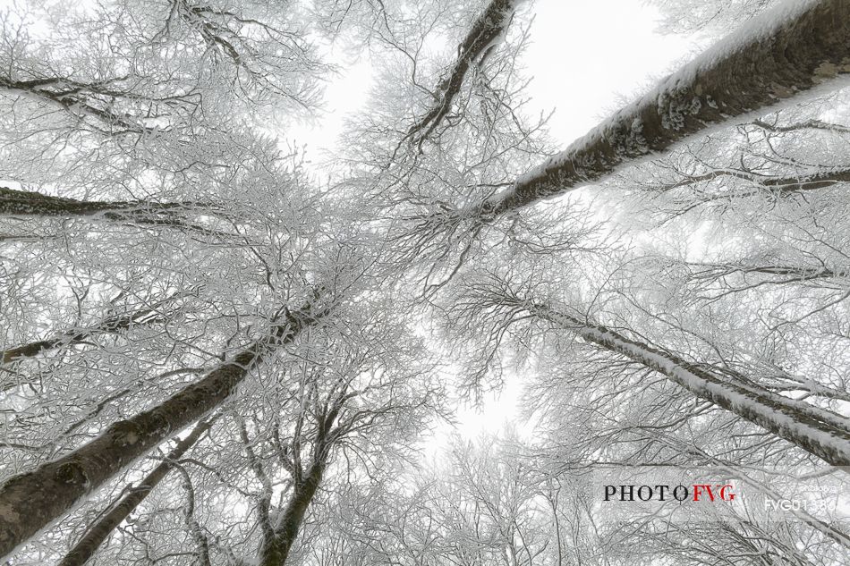 The magic of the Aspromonte photographed in snowy winter