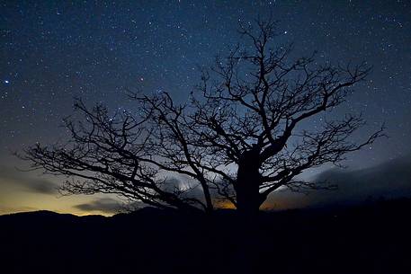 Night Visions in the Aspromonte National Park