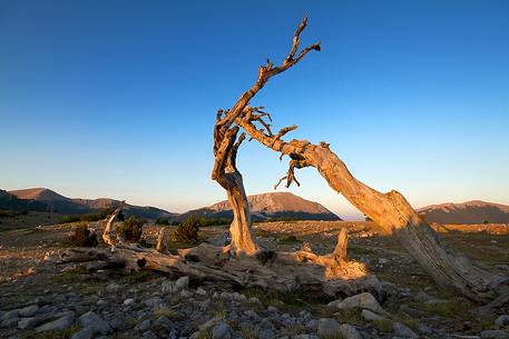 Loricati pines on the Pollino at dawn