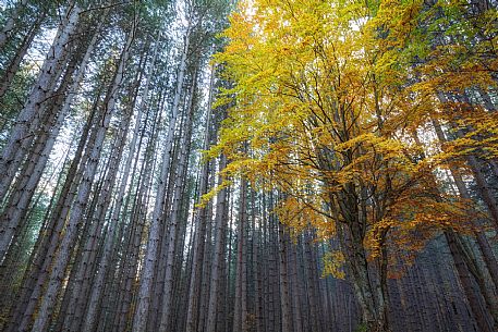 The autumn colors in the forests of the high Aspromonte