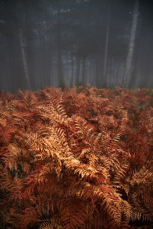 Autumn atmospheres in the  Aspromonte National Park, Calabria, Italy, Europe