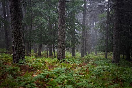 Spring atmospheres in the  Aspromonte National Park, Calabria, Italy, Europe