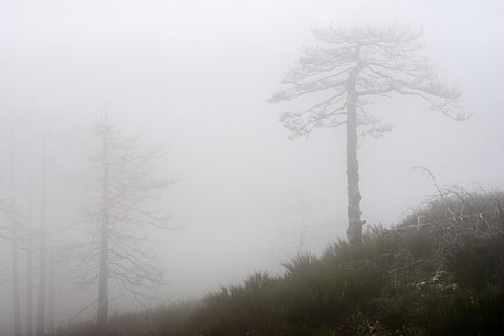 Spring atmospheres in the  Aspromonte National Park, Calabria, Italy, Europe