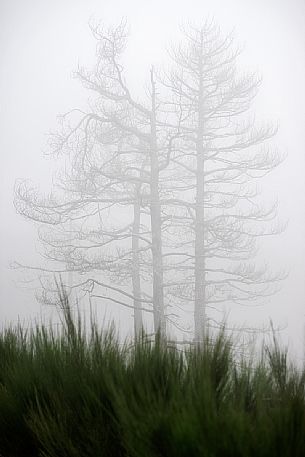 Spring atmospheres in the  Aspromonte National Park, Calabria, Italy, Europe